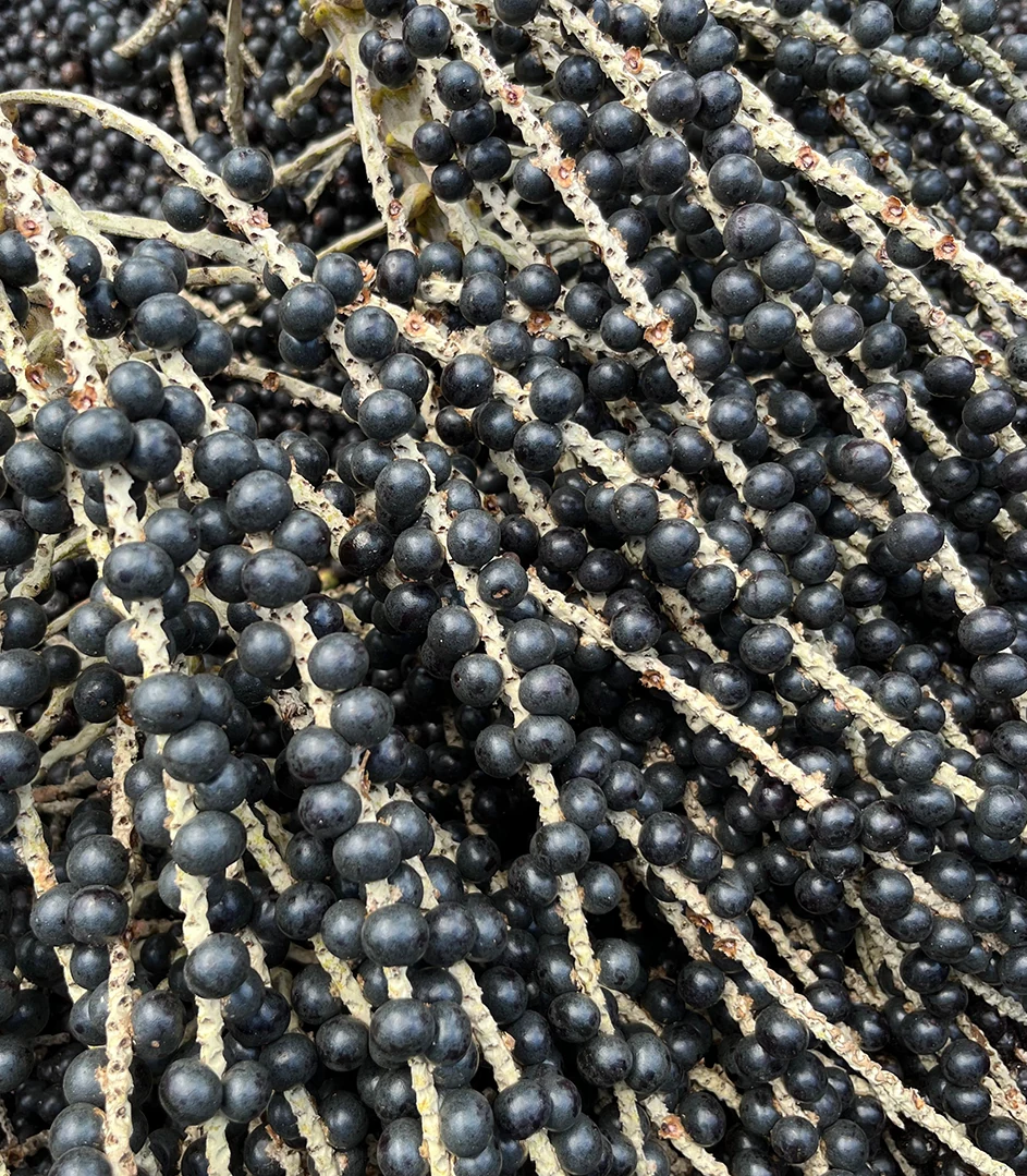 Cachos de açaí — Vyta Goods